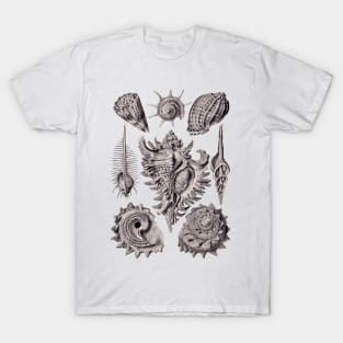 Ernst Haeckel Prosobranchia Sea Shells Aubergine T-Shirt